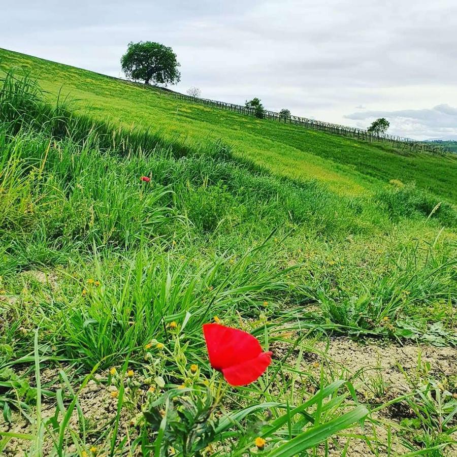 Gli Amici Del Tubarello Roseto Degli Abruzzi
