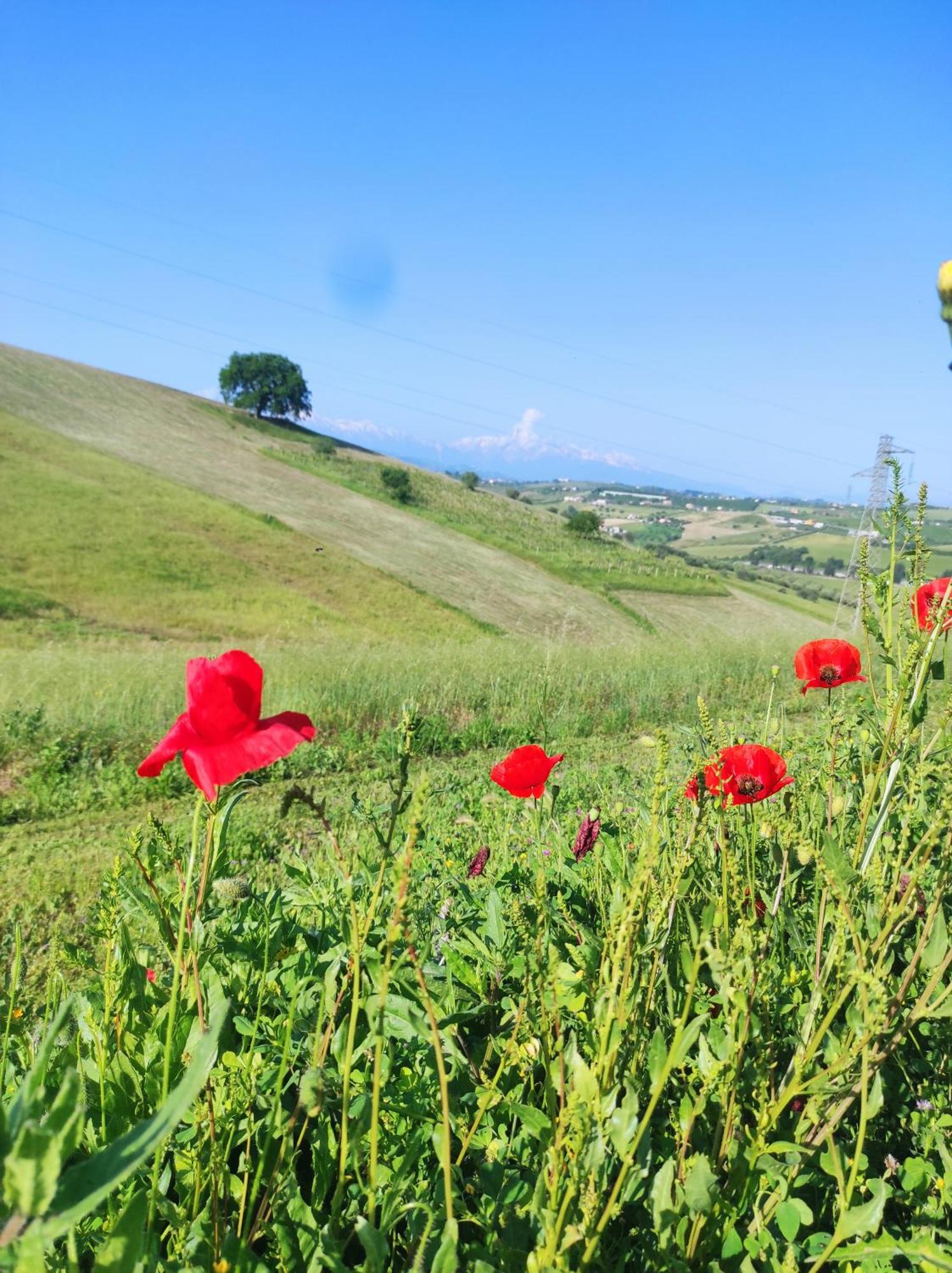 Gli Amici Del Tubarello Frühstückspension Roseto Degli Abruzzi